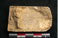 Foto (Detailansicht) von Acer pseudoplatanus L. (NHMW-GEO-2024-0188-11621)